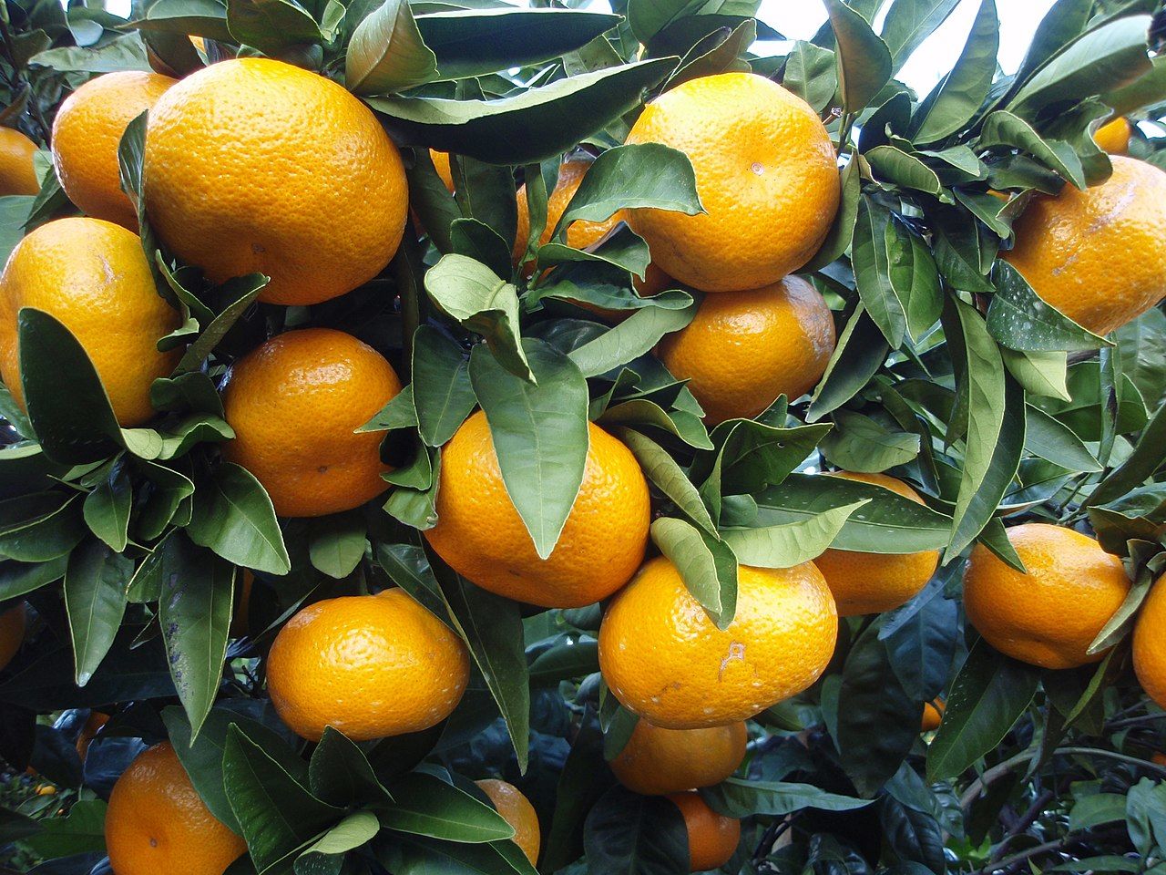 Satsuma Mandarin Fidanı