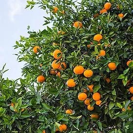 Dobashi Beni Mandarin Fidanı