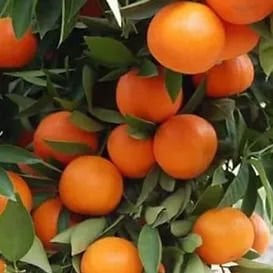 Primasol Mandarin Fidanı