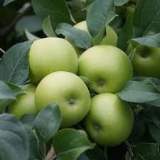 Granny Smith Elma Fidanı