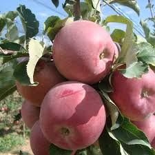 Fuji Elma Fidanı