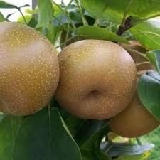 Nashi Armut Fidanı
