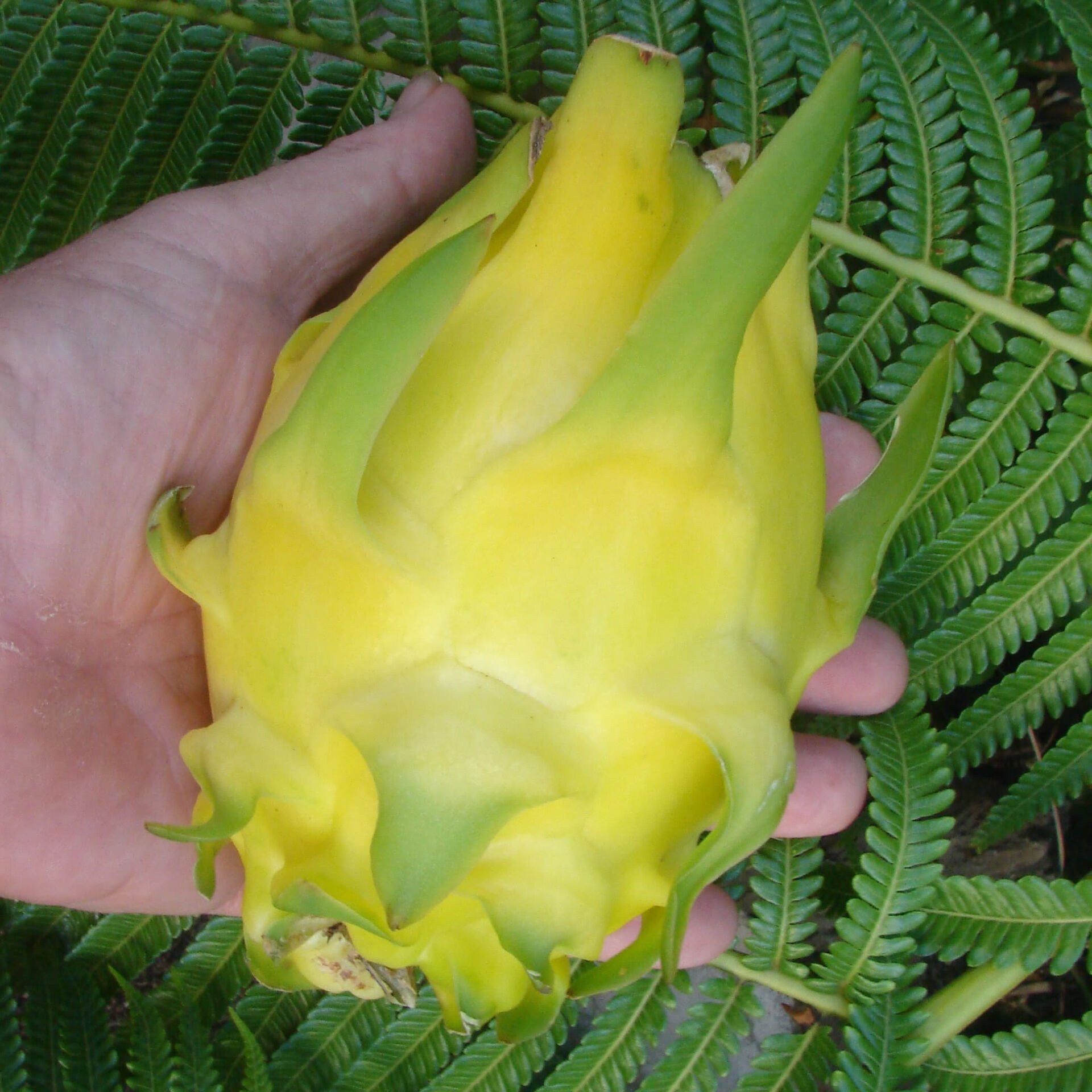 Tüplü Palora Sarı Pitaya Yellow Dragon Fruit Ejder Meyvesi Fidanı