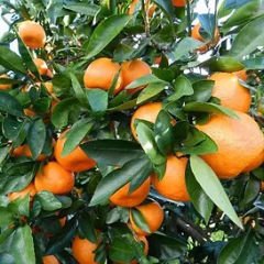 W.Murcott Mandarin Fidanı