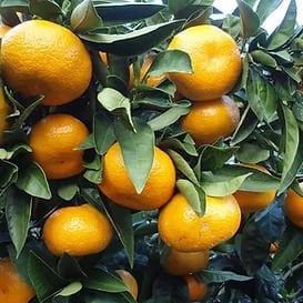 Okitsu Mandarin Fİdanı