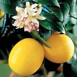 Meyer Limon Fidanı