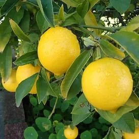 Zagara Bianca Limon Fidanı