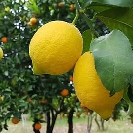 Enterdonat Limon Fidanı