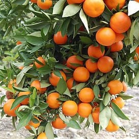 Fukumoto Portakal Fidanı