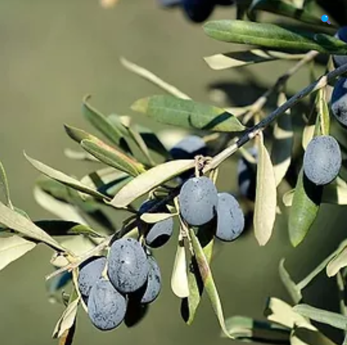 Gemlik Zeytin Fidanı (2 Yaş)