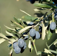 Gemlik Zeytin Fidanı (2 Yaş)