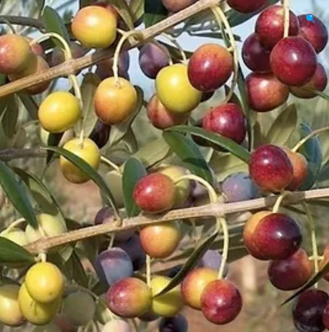 Arbequina Zeytin Fidanı