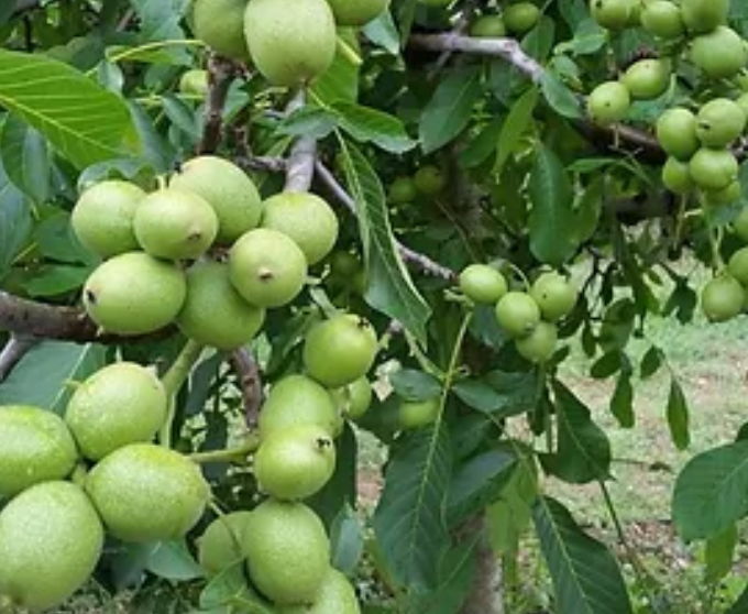 Chandler Ceviz Fidanı