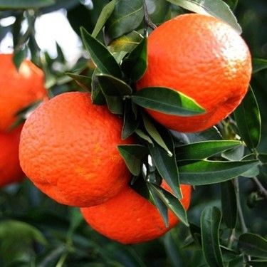 Klemantin King Mandarin Fidanı