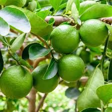 Lime Limon Fidanı