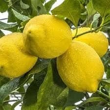 Lamas Limon Fidanı