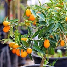 Süs Mandalinası (Kumkuat) Fidanı Torbalı