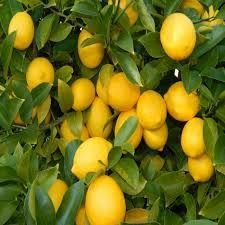 Euroka Limon Fidanı