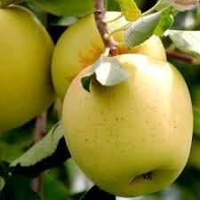 Golden Elma Fidanı