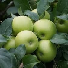 Granny Smith Elma Fidanı