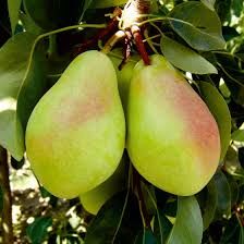 Santa Maria Armut Fidanı