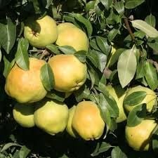 Deveci Armut Fidanı