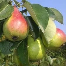 Etruşka Armut Fidanı