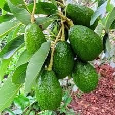 Fuerte Avokado Fidanı