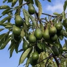 Hass Avokado Fidanı