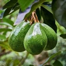 Zutano Avokado Fidanı