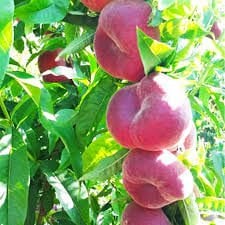 Babylone Yassı Şeftali Fidanı