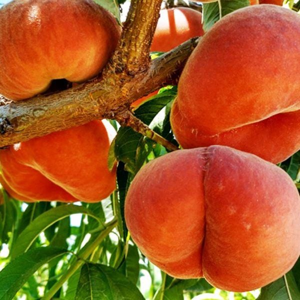 Filoe  Yassı Şeftali Fidanı