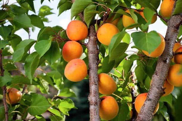 Borsalino Kayısı Fidanı