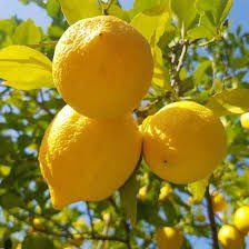 Yediveren Limon Fidanı