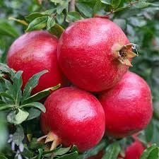 Wonderful Nar Fidanı