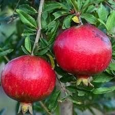 Early Wonderful Nar Fidanı