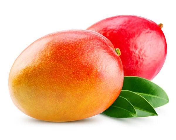 Kent Mango Fidanı