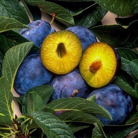 Mürdüm Erik Fidanı