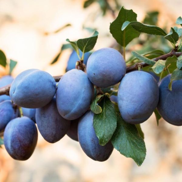 Mürdüm Erik Fidanı