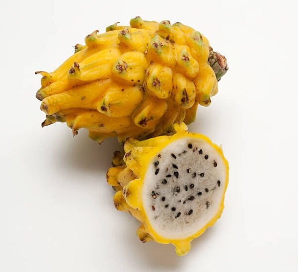 Tüplü Palora Sarı Pitaya Yellow Dragon Fruit Ejder Meyvesi Fidanı