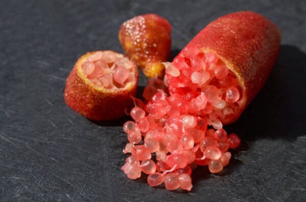 Tüplü Havyar Limon kırmızı Finger Lime Fidanı