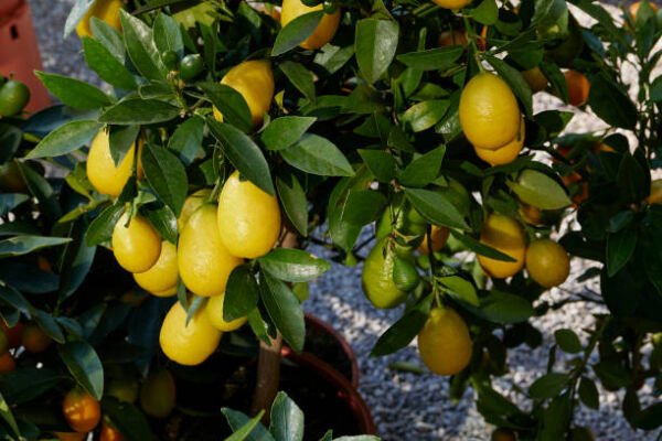 Tüplü Limequat Fidanı