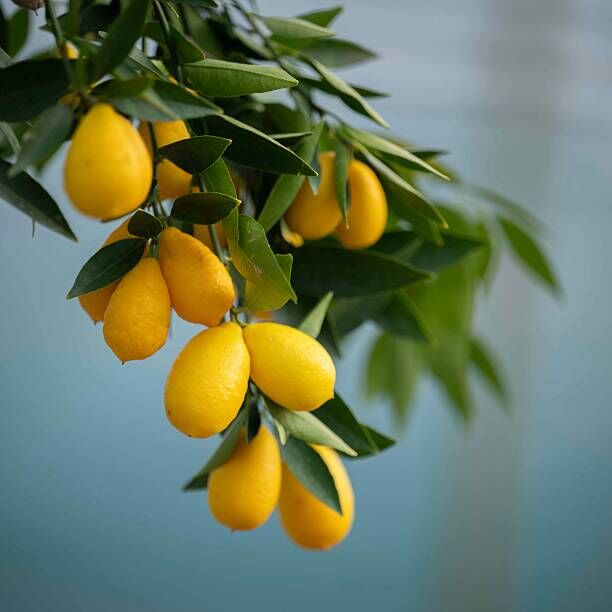 Tüplü Limequat Fidanı