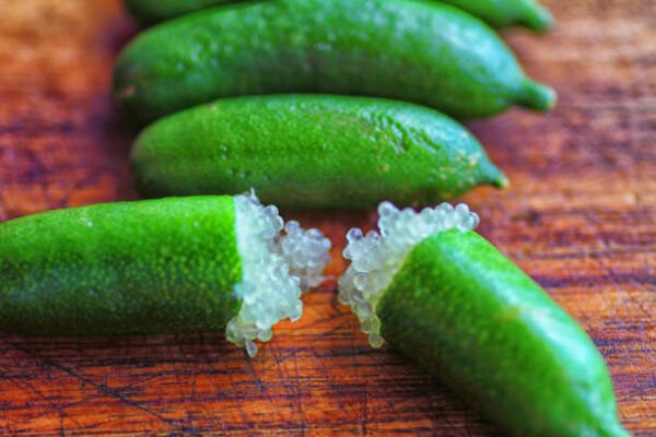 Tüplü Havyar Limon Yeşil Finger Lime Fidanı