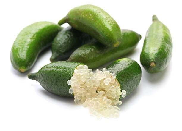Tüplü Havyar Limon Yeşil Finger Lime Fidanı