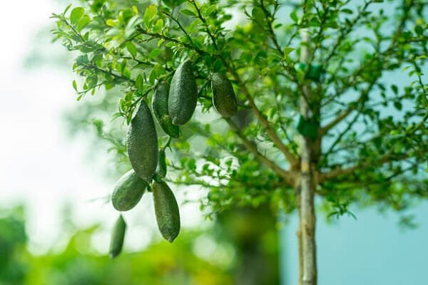 Tüplü Havyar Limon Yeşil Finger Lime Fidanı