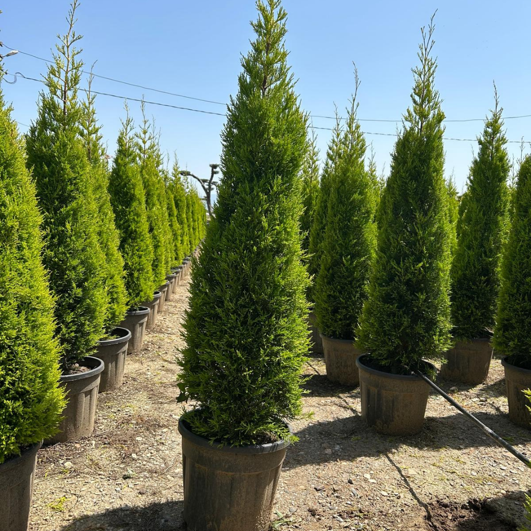 LİMONİ SERVİ  KOKULU ÇAM