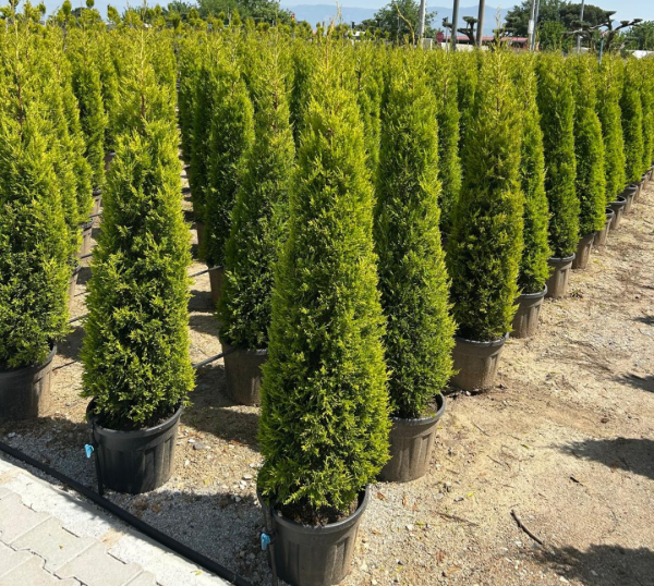 LİMONİ SERVİ  KOKULU ÇAM