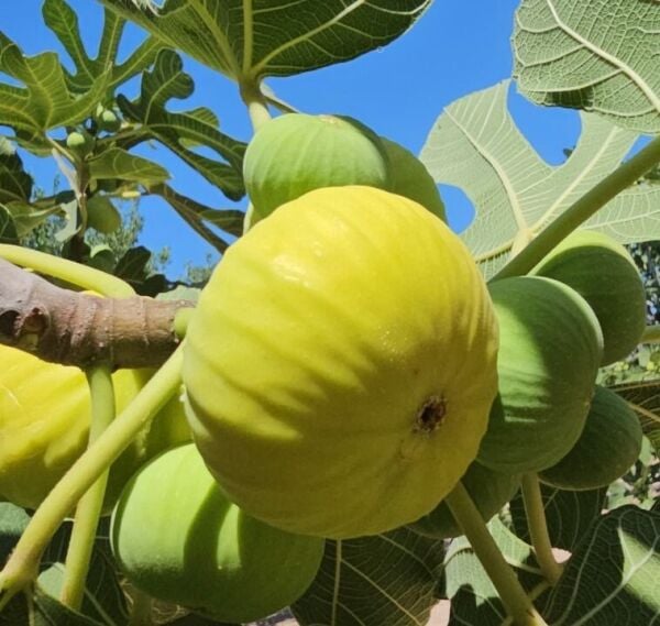 SARILOP İNCİR FİDANI