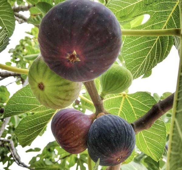 BURSA SİYAHI İNCİR FİDANI